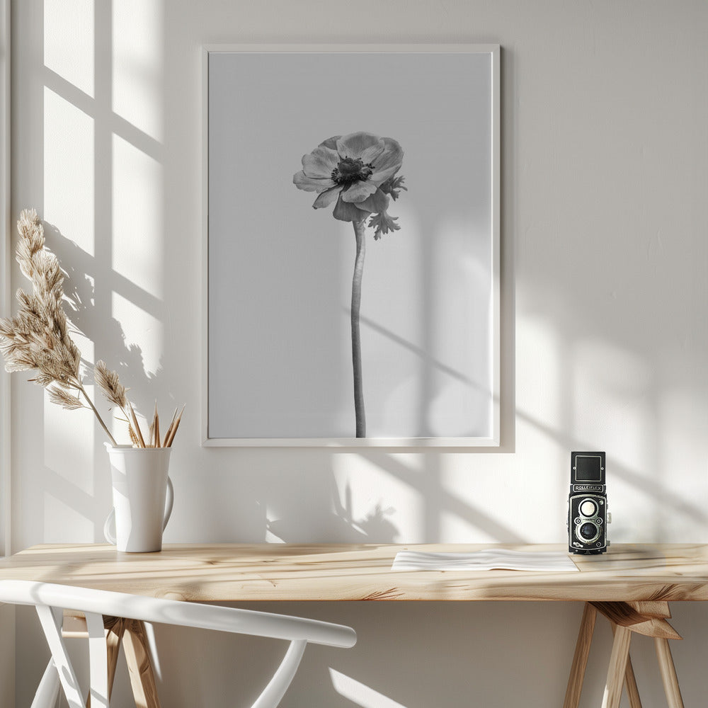 Anemone coronaria | bright design Poster