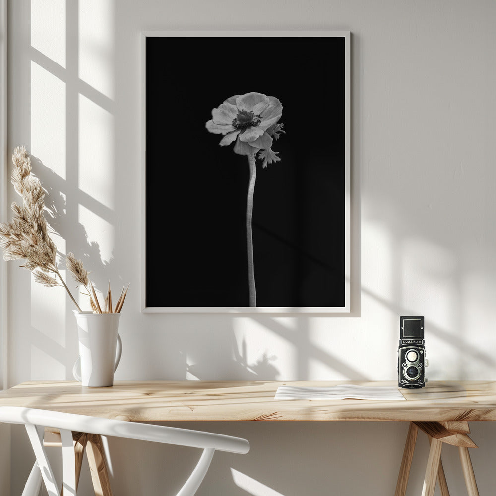 Anemone coronaria | dark design Poster