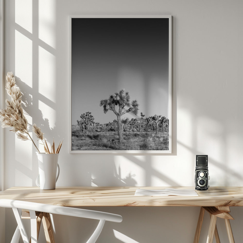 Joshua Trees - monochrome Poster