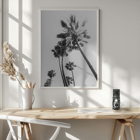 Palm trees in the sun | monochrome Poster