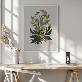 Christmas Rose (helleborus Niger)  Medical Botany Poster