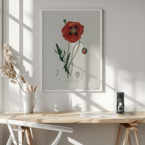 Common Poppy (papaver Rhoeas) Medical Botany Poster