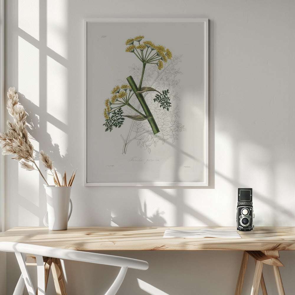 Ferula Persica Medical Botany Poster