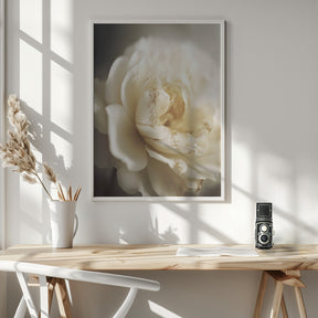 Peonyinsoftlight Poster