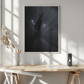 Light and Whale Poster