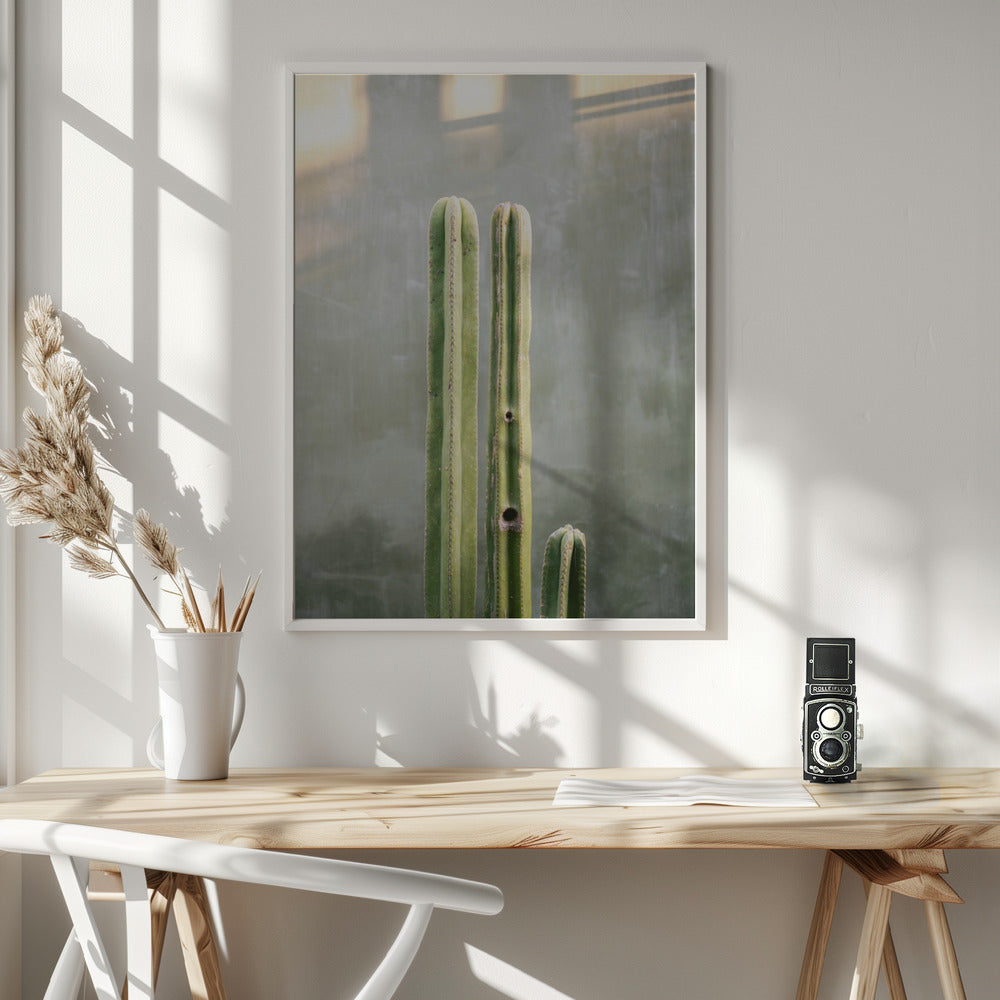 Greens and grey | Cacti in Oaxaca Mexico Poster