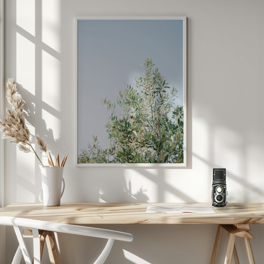 Olives In Ostuni | Italy Travel Photography Poster