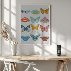 Butterfly Poster