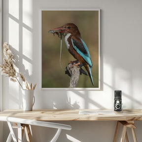 White-throated kingfisher AZ Poster