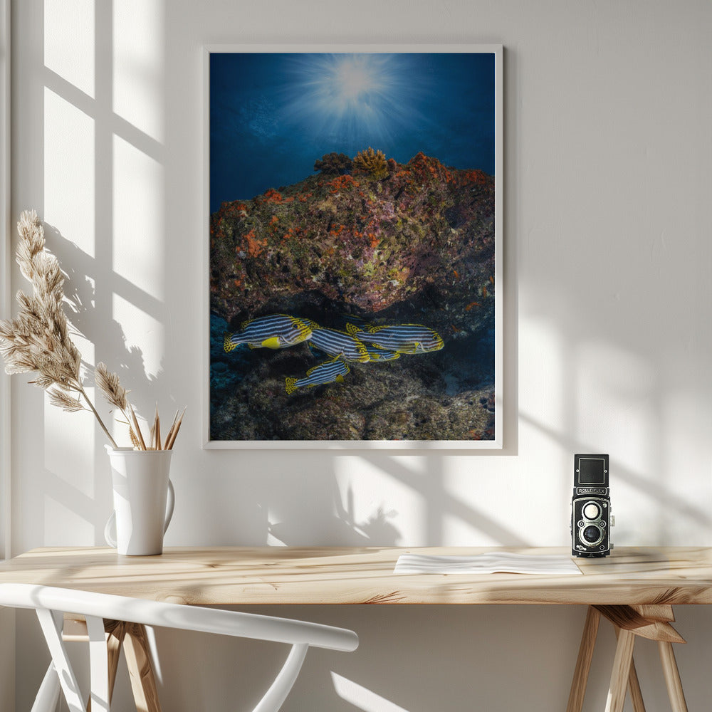 Oriental sweetlips under the sunlight Poster