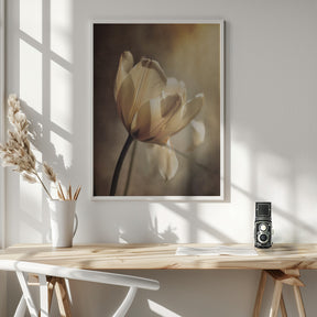 Pastel Tulip Poster