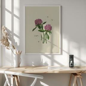 Red Clover Poster