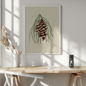 Maine White Pine Cone Copy Poster