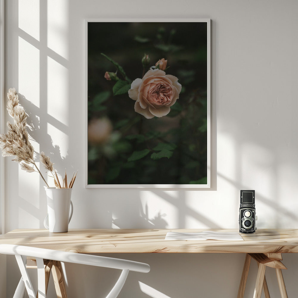 Salmon Rose Poster