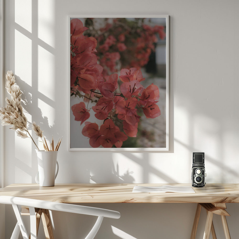 Pink Bougainvilleas Poster