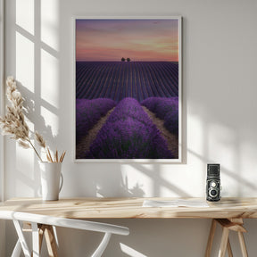 Lavender fild Poster