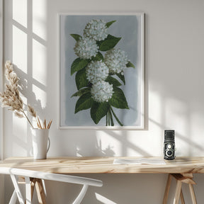 Bluma hydrangea bouquet Poster