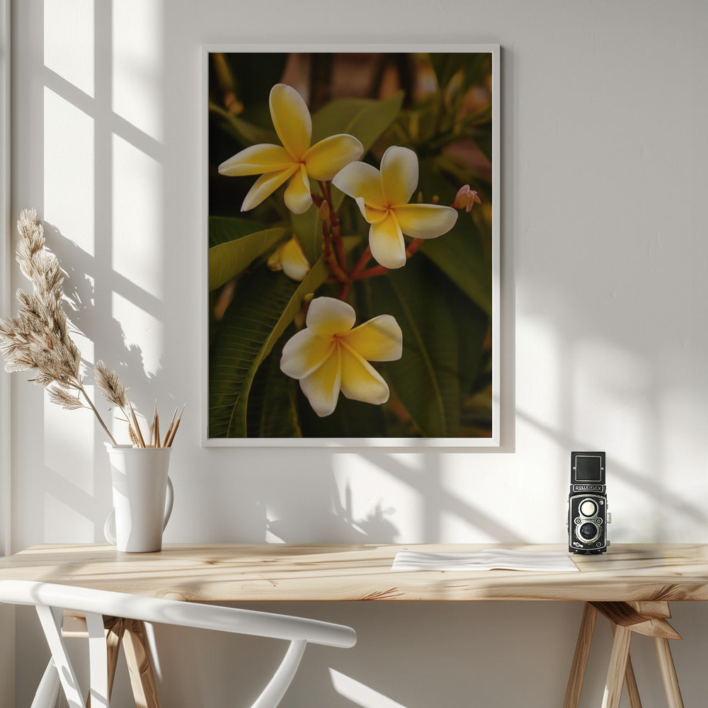 Plumerias Poster