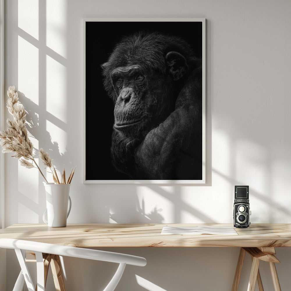 Chimpanzee Poster