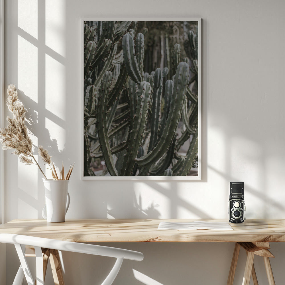 Desert Cactus Poster