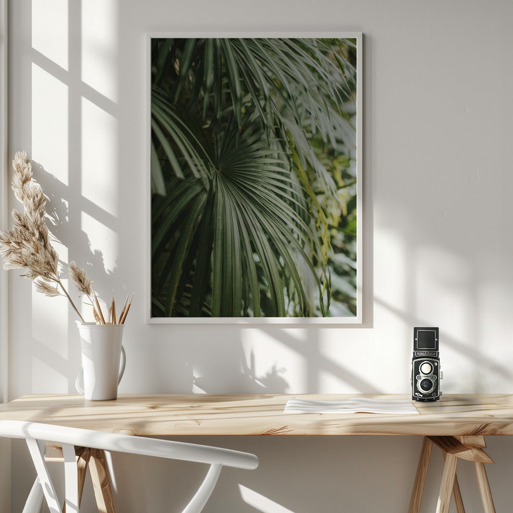 Areca Palm Poster