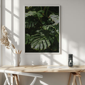 Monstera Leaves Poster