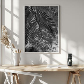 Fern in Black White Poster