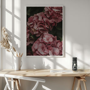 Old Pink Hydrangeas Poster