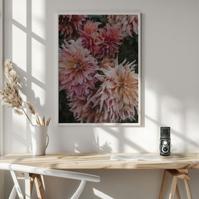 Pink Dhalias Poster