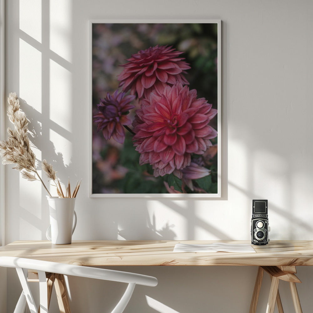 Dark Pink Dhalias Poster