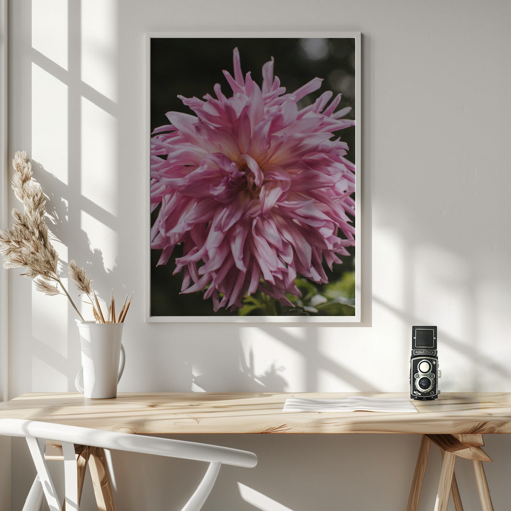 Light Pink Dhalia Poster