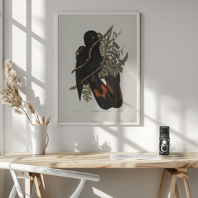 Western Black Cockatoo Poster