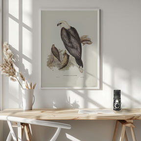 White Bellied Sea Eagle Poster