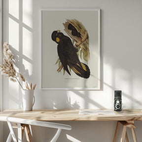 Yellow Eared Black Cockatoo Poster