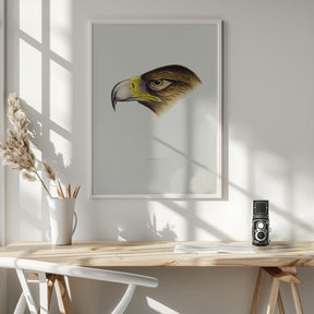 Wedge Tailed Eagle Poster