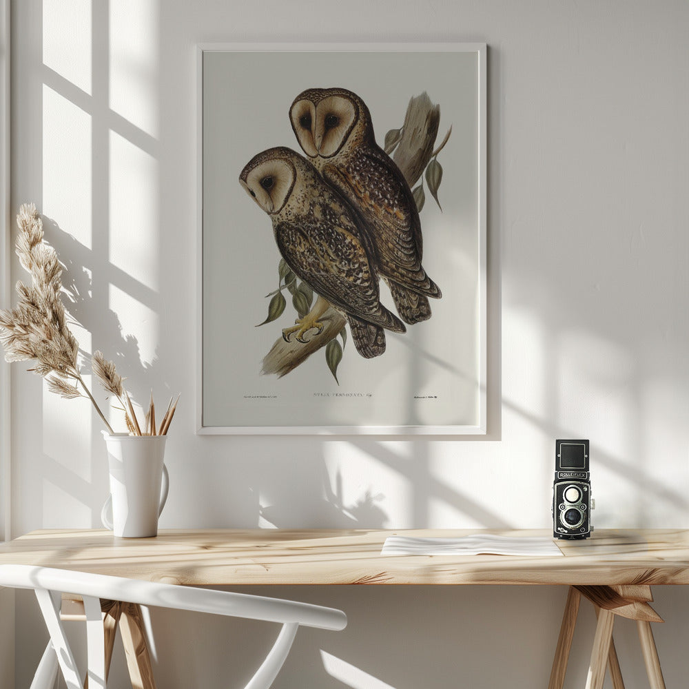 Masked Barn Owl Poster