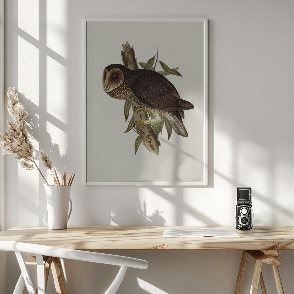 Sooty Owl Poster