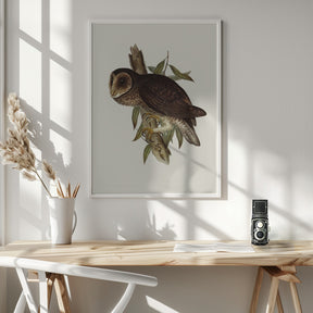 Sooty Owl Poster