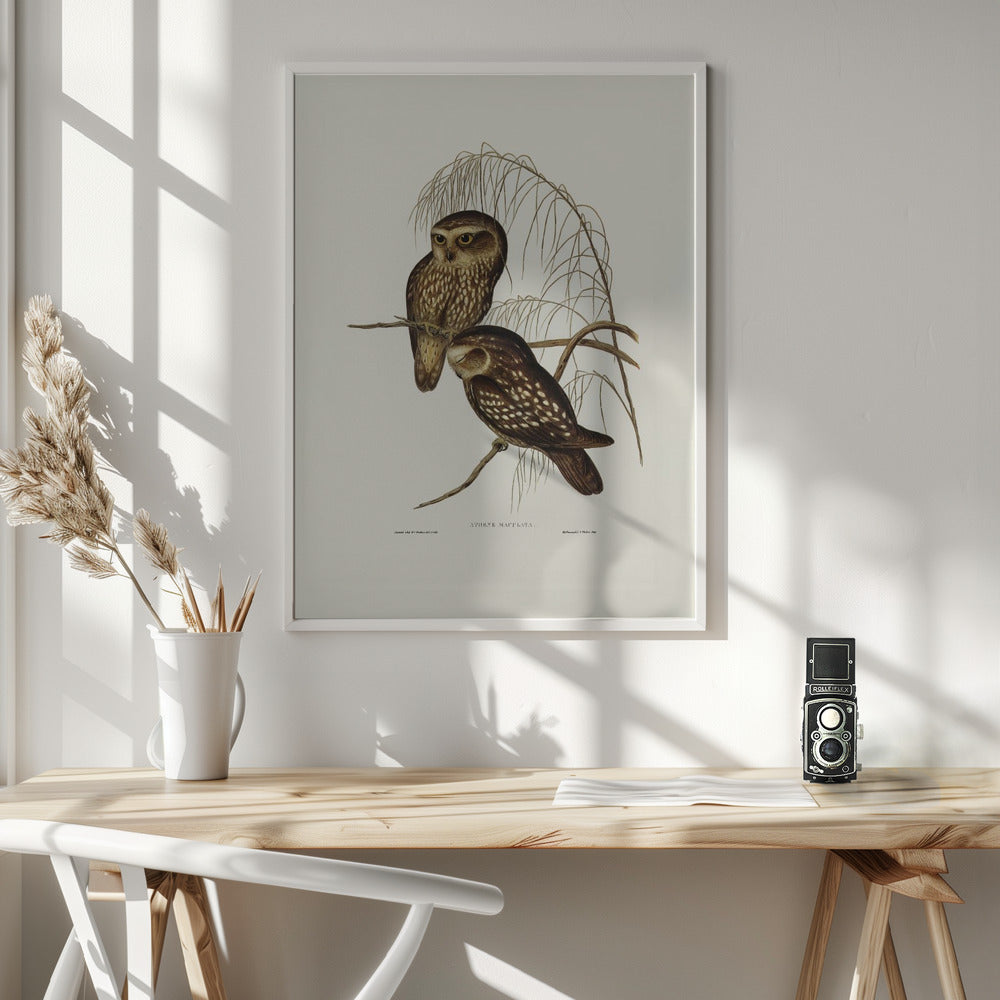 Spotted Owl Poster