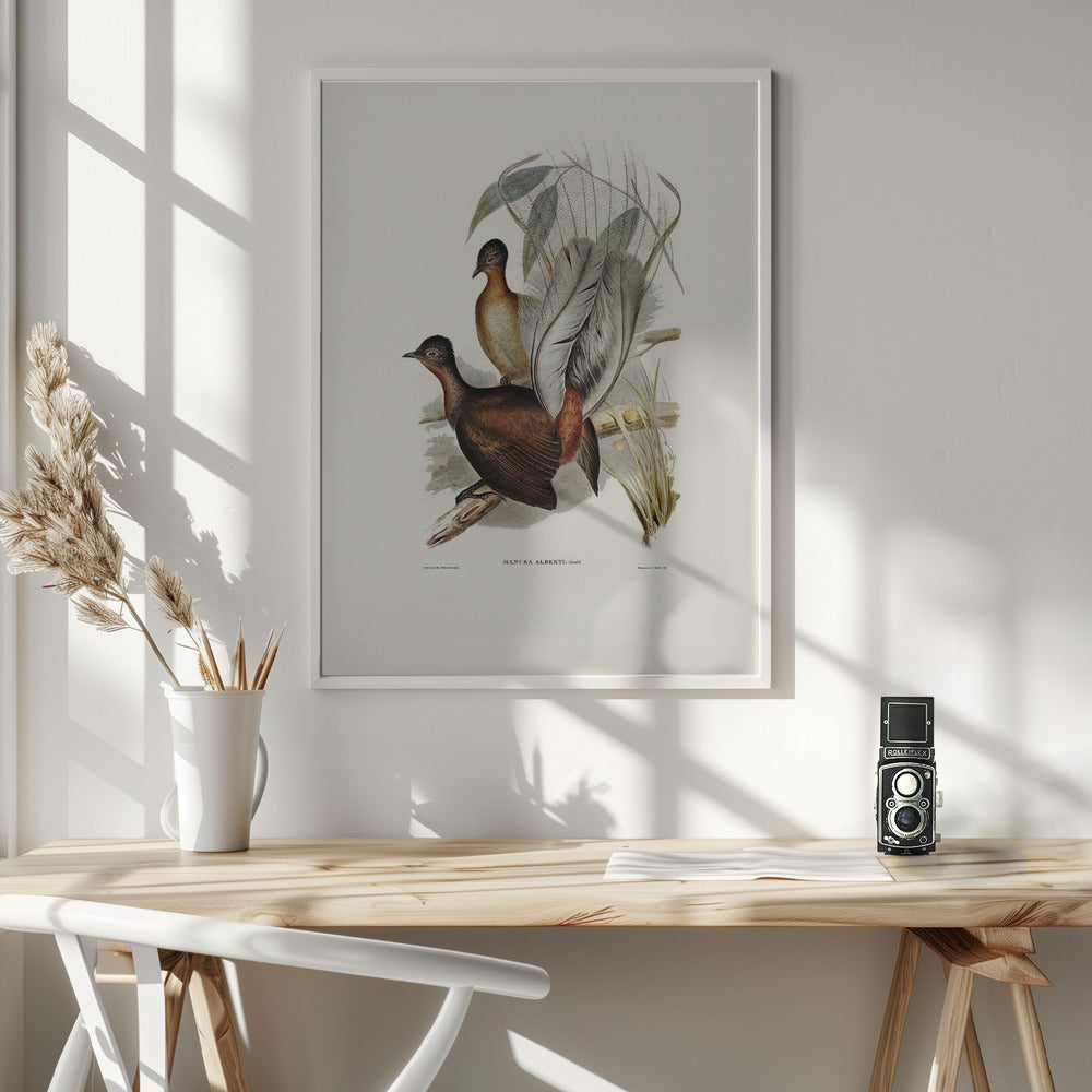 Albert Lyre Bird Poster