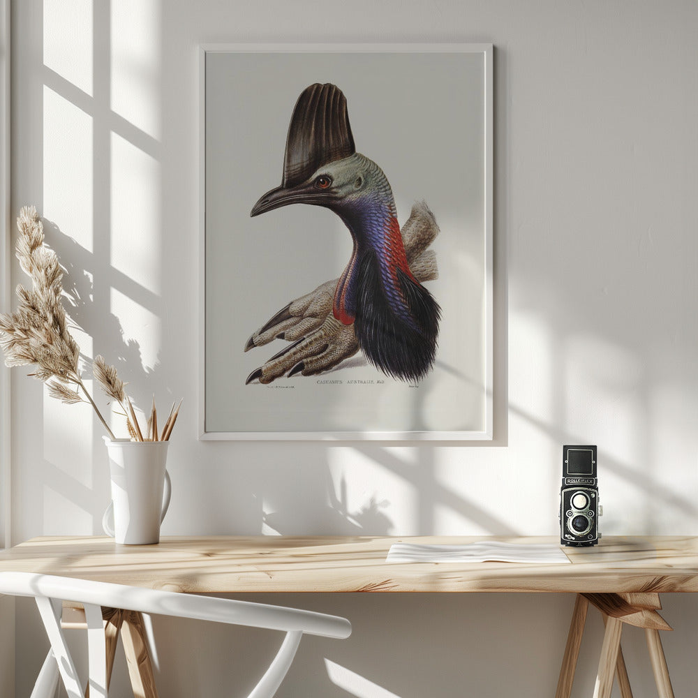 Australian Cassowary Poster