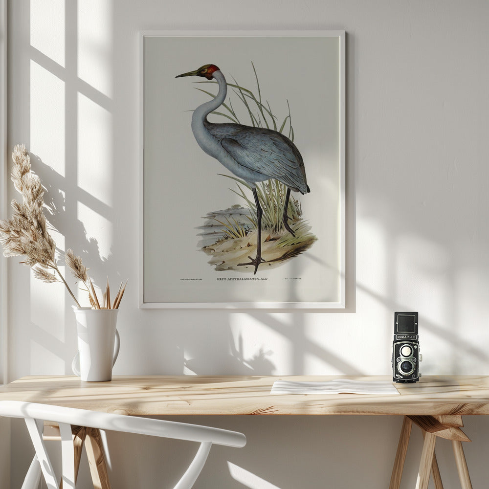 Australian Crane Poster