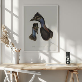 Bennett&#039;s Cassowary Blue Poster