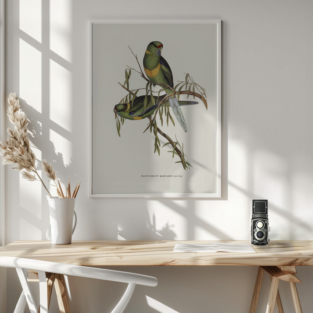 Black Tailed Parakeet Poster