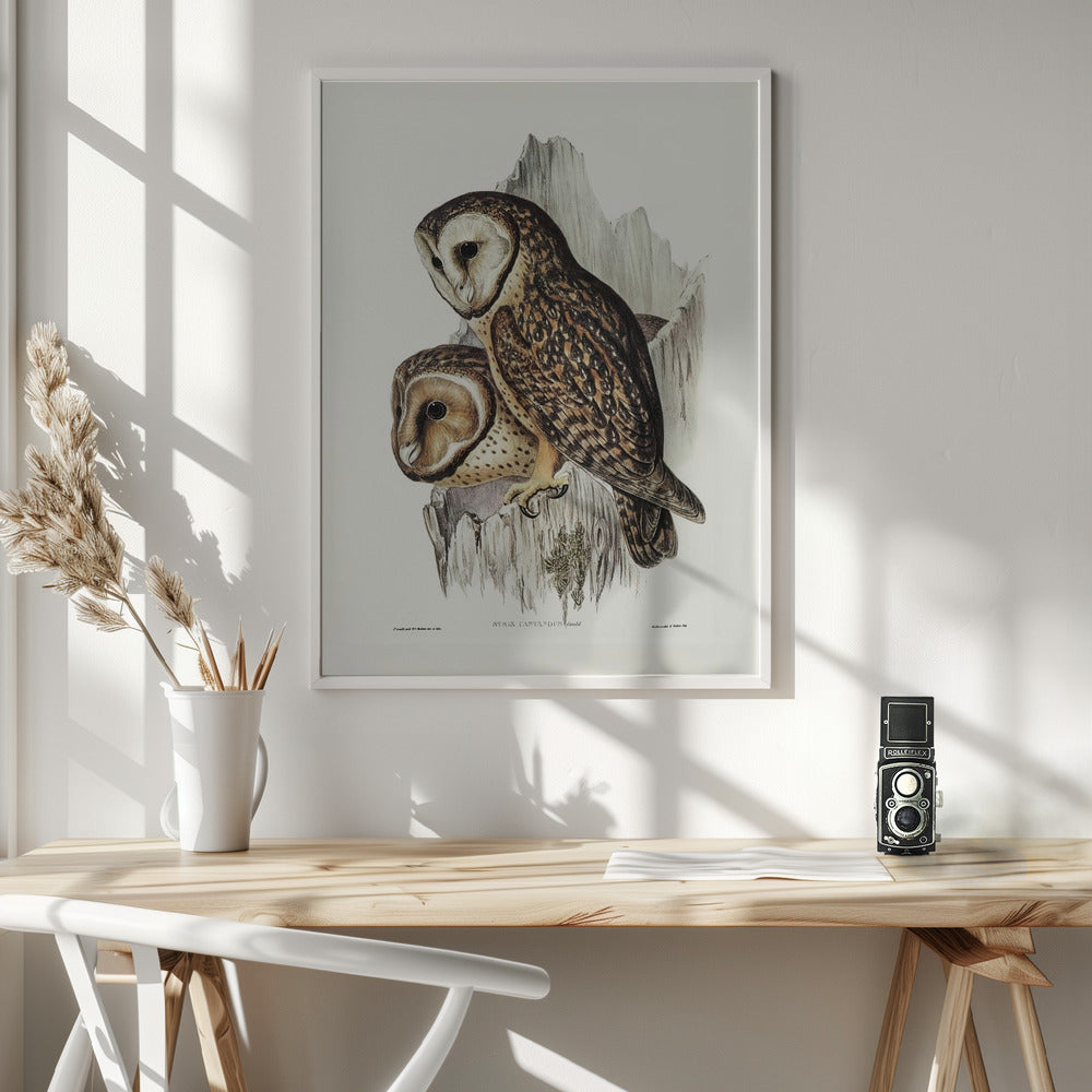 Chestnut Faced Owl Poster