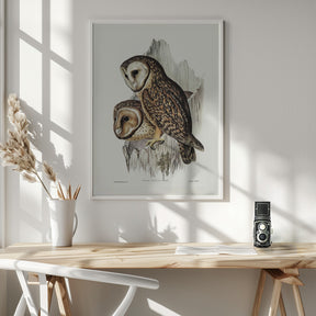 Chestnut Faced Owl Poster