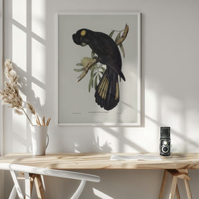 Funereal Cockatoo Poster