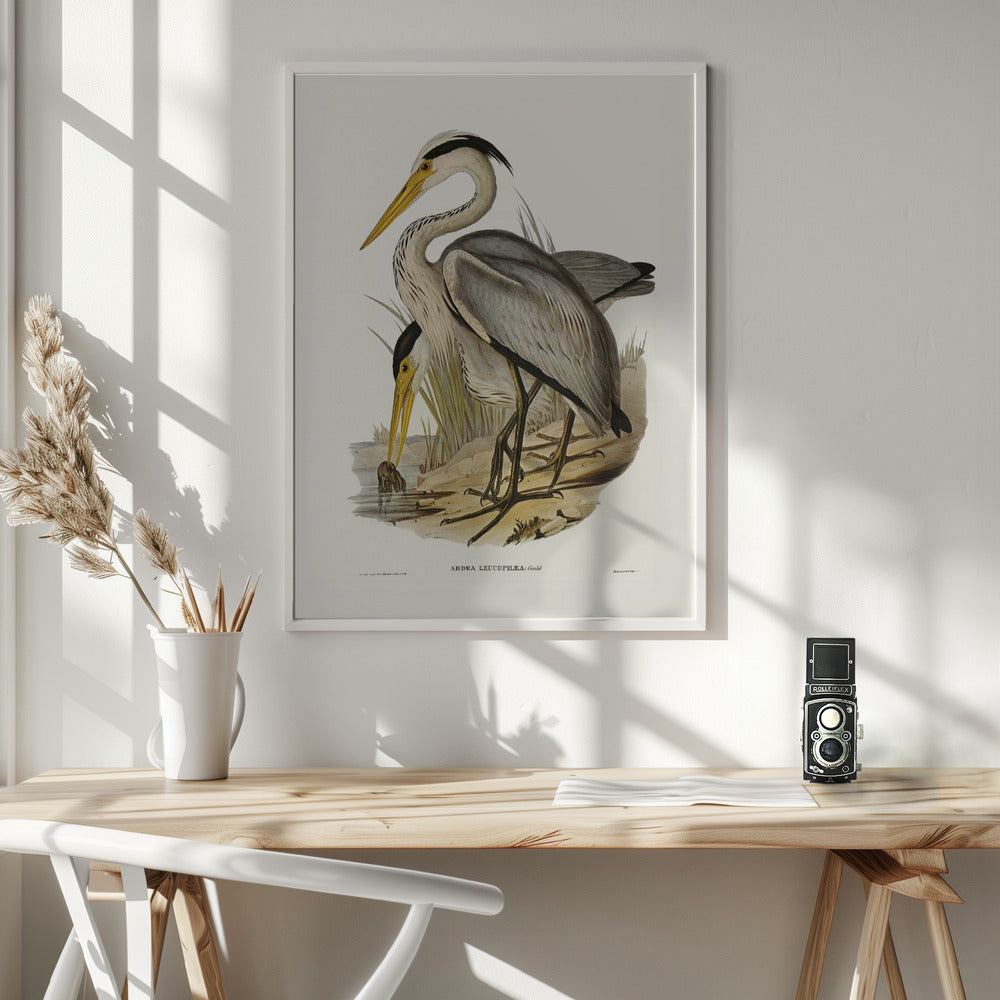 Great Grey Heron Poster