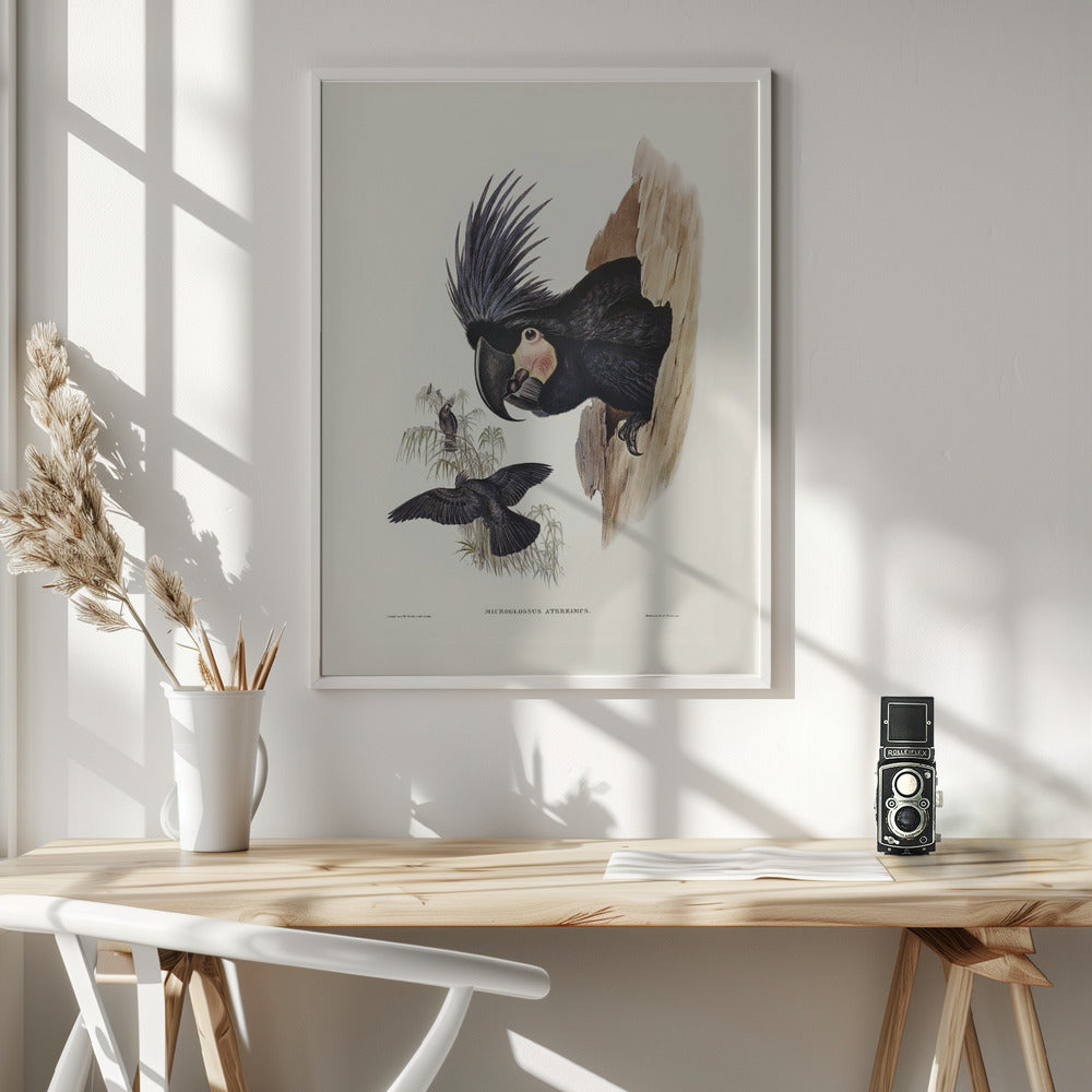 Great Palm Cockatoo Poster