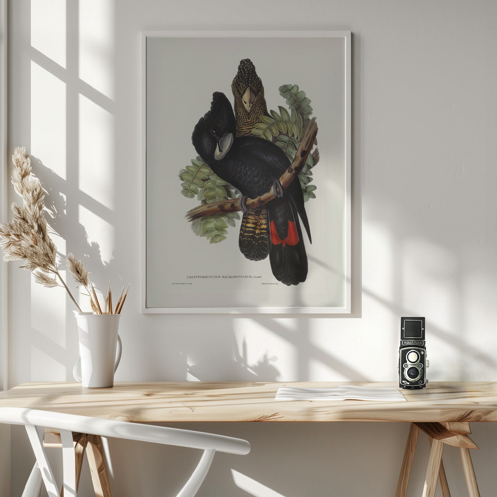 Great Billed Black Cockatoo Poster